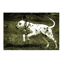 Alex and Peters dalmations